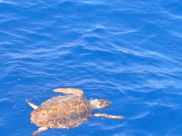 Pianeta Mare — gita in barca a Lampedusa